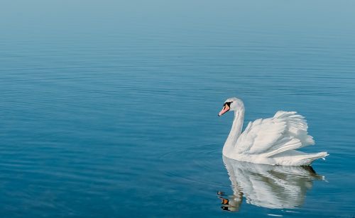 swan water water bird