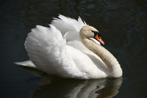 swan bird swans