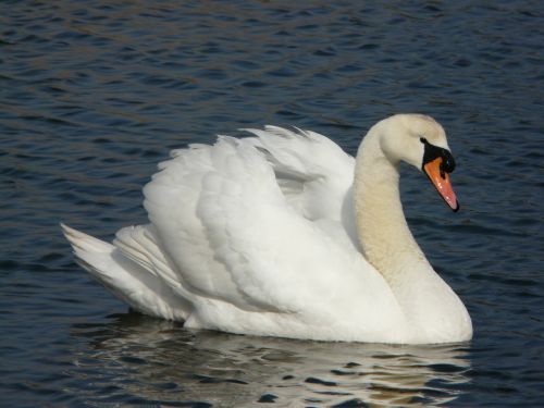swan white waterbirds