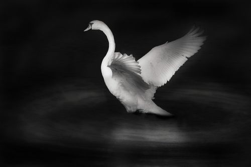 swan bird white bird