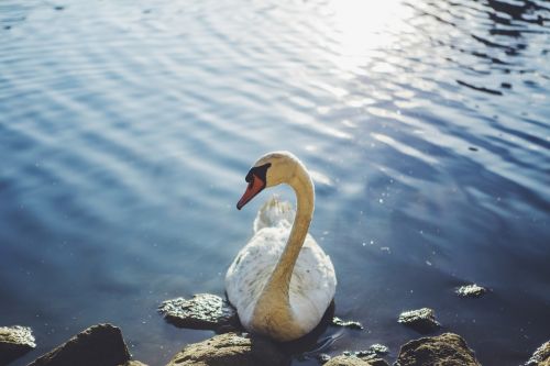 swan waterbird wildlife