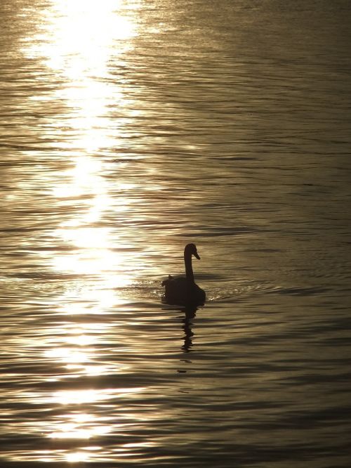 swan the evening sun sunset