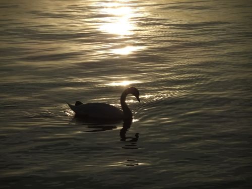 swan pet the evening sun