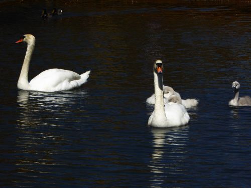 swan family spring