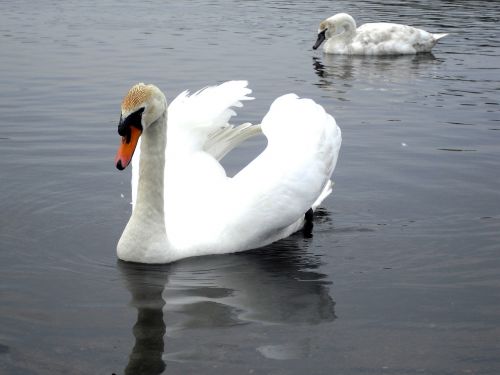 swan water white