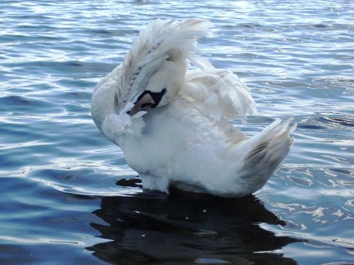 swan water loch