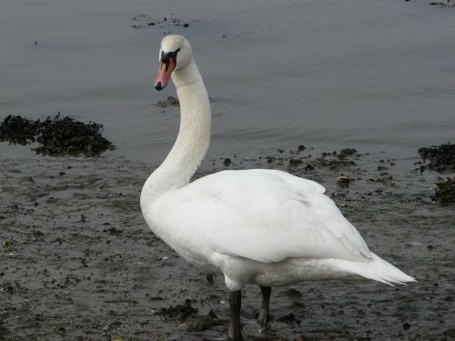 swan bird fowl