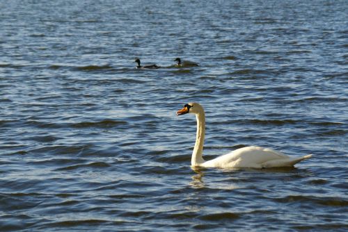 swan ducks lake