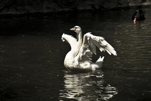 swan light white