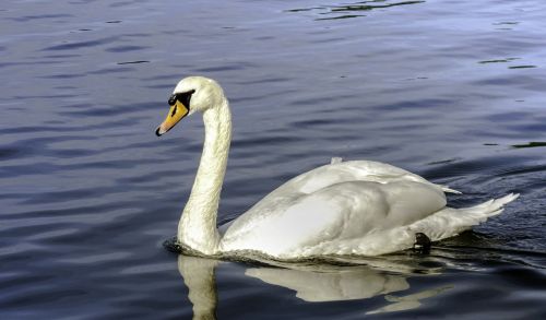 swan bird water bird