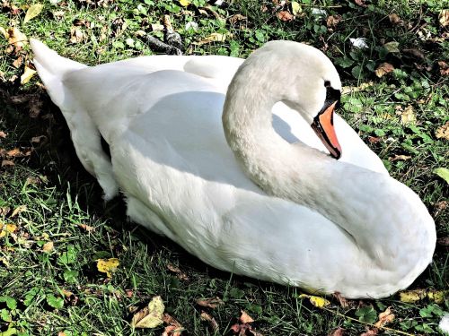 swan wild bird resting