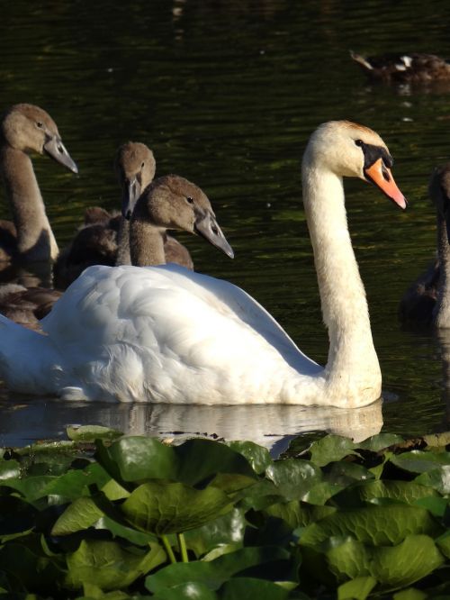 swan pond graceful