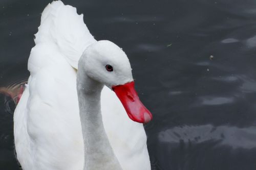 swan duck bird
