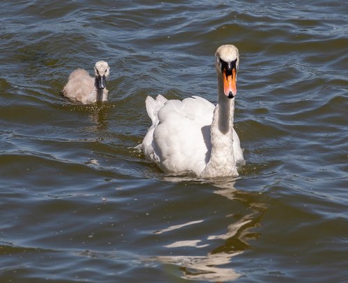 swan and cygnet  swan  cygnet