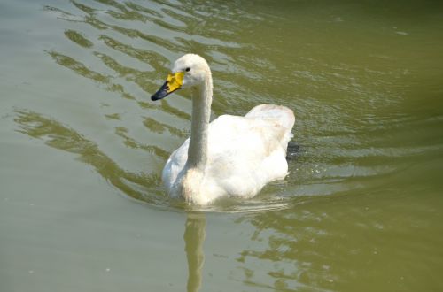 Swan (b)