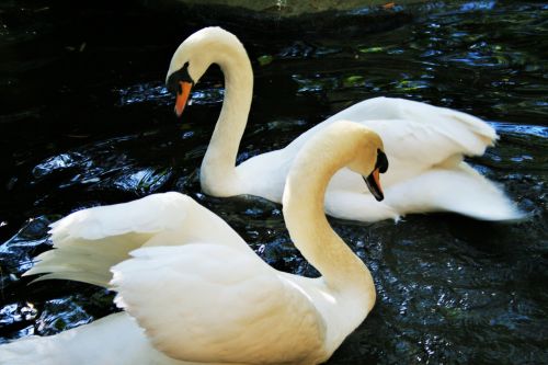 Swan Beauties