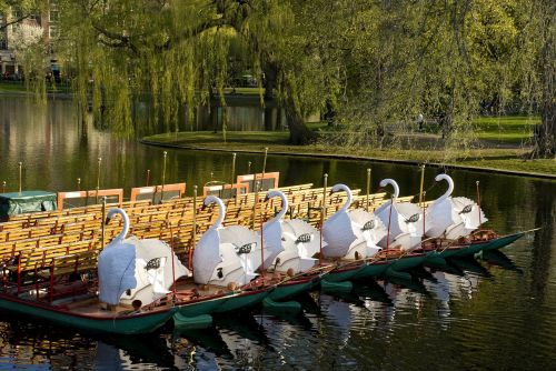 swan boats pond park