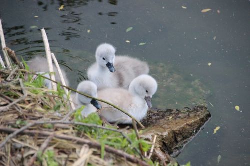 swan chicks swan swans
