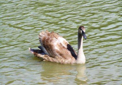 swan chicks young aquatic bird waterfowl