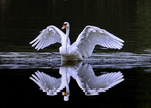 swan cob  showing off  reflection