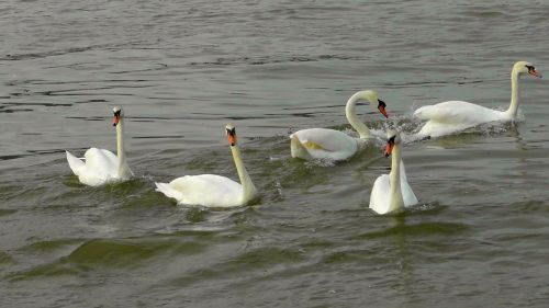 swan dance swans swan ballet
