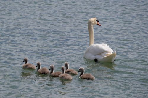 swan family young swans lake constance