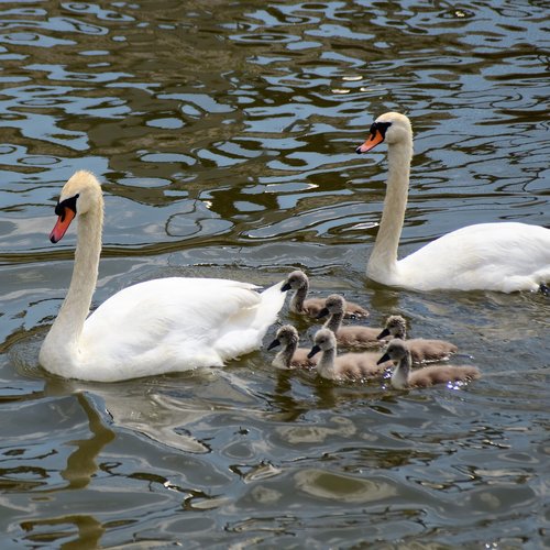 swan family  swan chicks  chicks