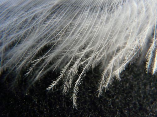 swan feather feather swan