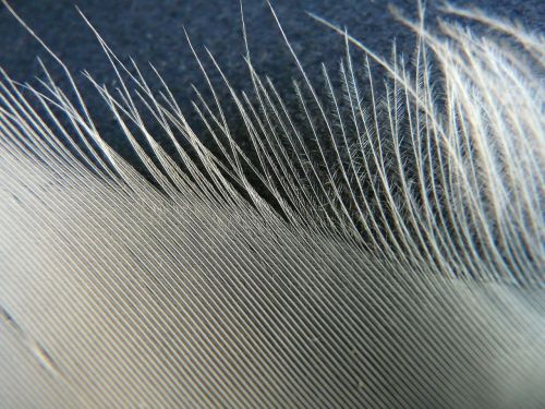 swan feather feather swan