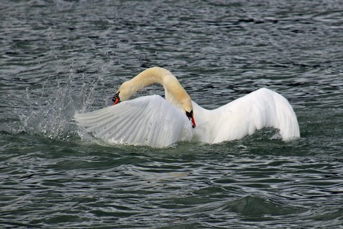 swan fight  fight  swan