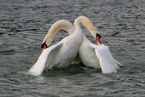 swan fight  fight  swan