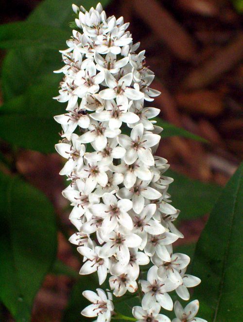 Swan Flowers