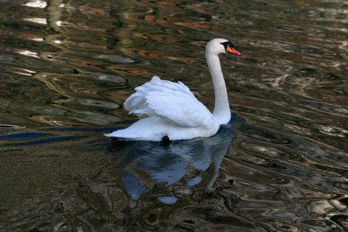 swan in the altmühl water animal