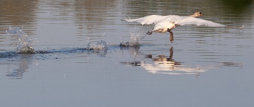 swan taking flight  swan  white bird