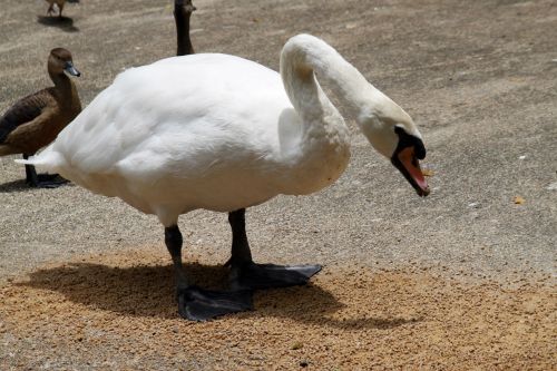 Swan Walking By The Lake