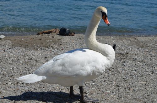 swan waters bird nature