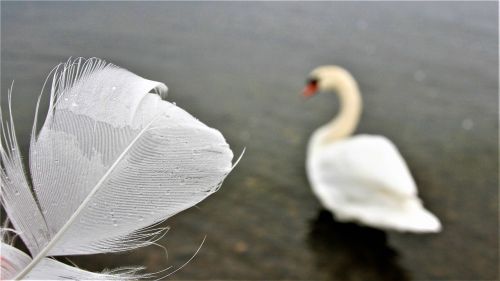 swan white morning pen