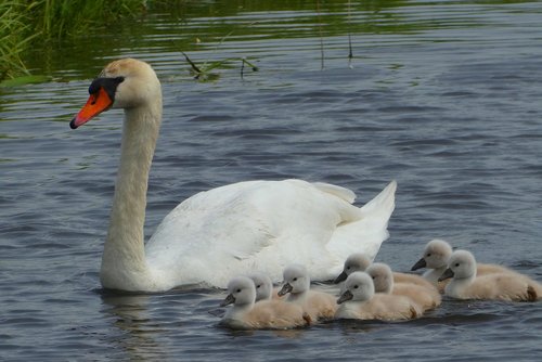 swan with chicks  swan  chicks