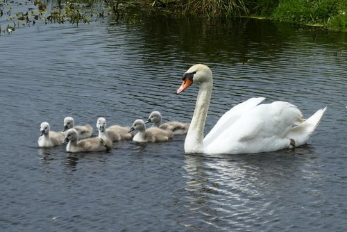 swan with chicks  swan  chicks