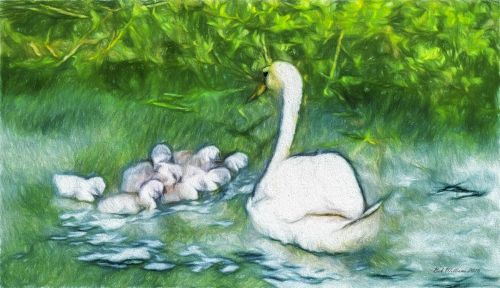 Swan With Signets