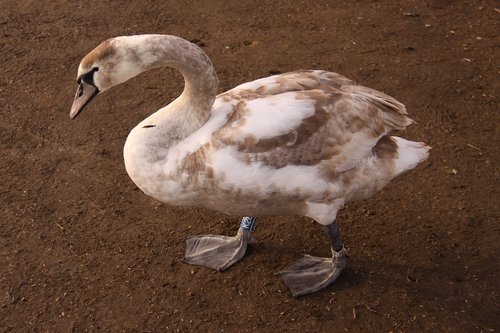 swan young  bird  natural