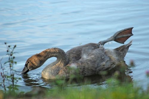 swan young animal water