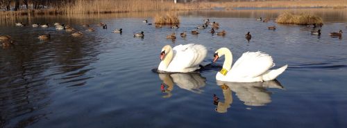 swans water birds lake