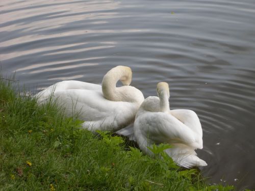 swans white bird lake