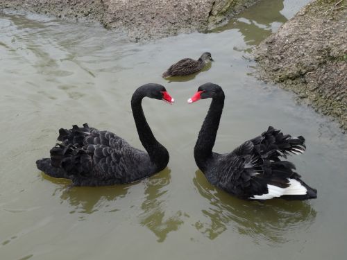 swans love symbol