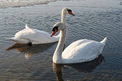 swans lake water