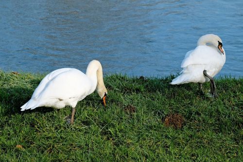 swans pride bank