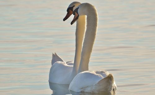 swans pair water