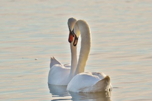 swans pair water