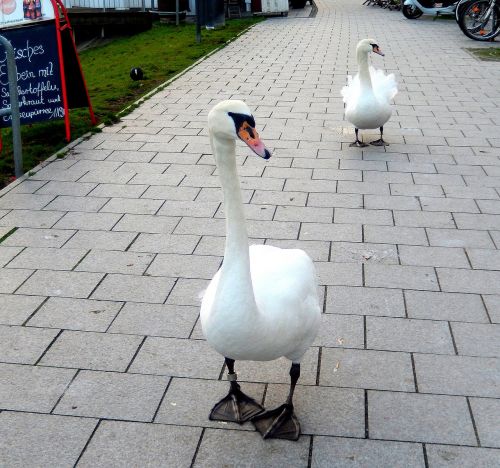 swans urbanization hungry